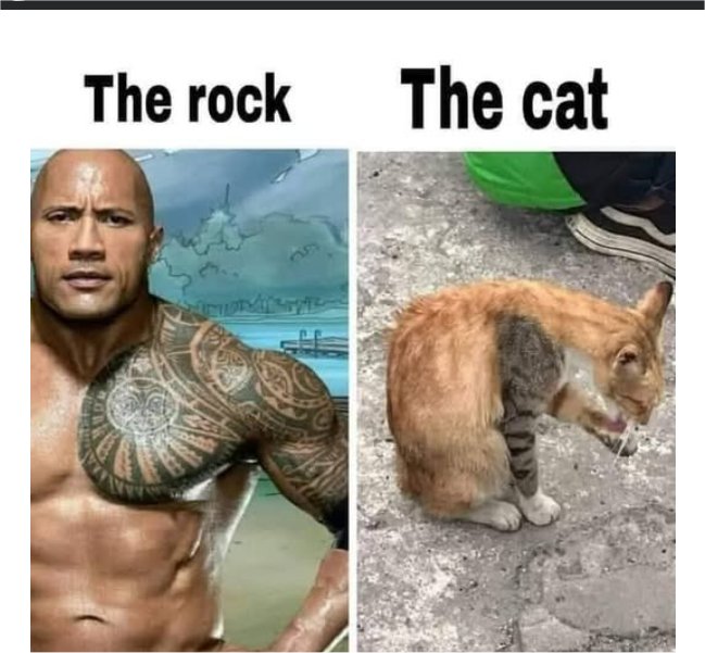 rock caturday majorgeeks.jpg